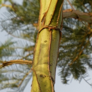 Acacia decurrens at Theodore, ACT - 8 Feb 2019 07:10 AM