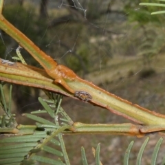 Acacia decurrens at Theodore, ACT - 8 Feb 2019