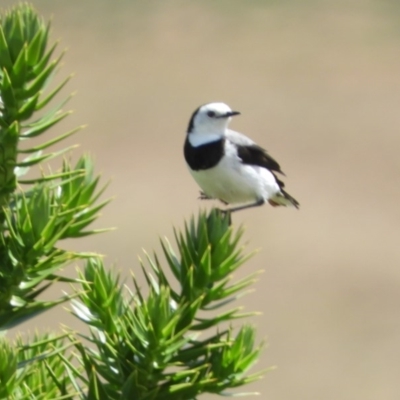 Epthianura albifrons (White-fronted Chat) at National Arboretum Forests - 6 Feb 2019 by Christine