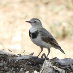 Epthianura albifrons at Molonglo Valley, ACT - 6 Feb 2019 01:10 PM