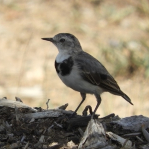 Epthianura albifrons at Molonglo Valley, ACT - 6 Feb 2019