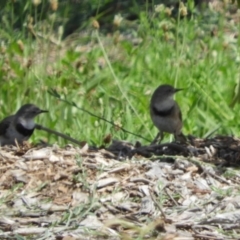 Epthianura albifrons at Molonglo Valley, ACT - 6 Feb 2019 01:10 PM