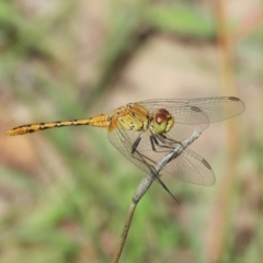 Diplacodes bipunctata (Wandering Percher) at Symonston, ACT - 6 Feb 2019 by Christine