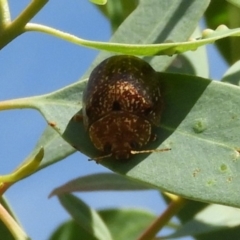 Paropsis variolosa (Variolosa leaf beetle) at Symonston, ACT - 6 Feb 2019 by Christine