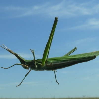 Acrida conica (Giant green slantface) at Jerrabomberra Grassland - 7 Feb 2019 by Christine