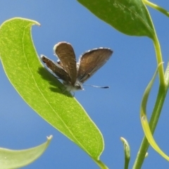 Acrodipsas myrmecophila (Small Ant-blue Butterfly) at Symonston, ACT by Christine