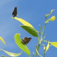 Acrodipsas myrmecophila at suppressed - suppressed