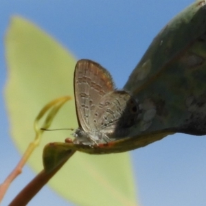 Acrodipsas myrmecophila at suppressed - suppressed