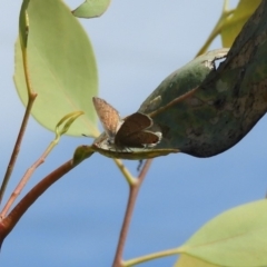 Acrodipsas myrmecophila at suppressed - suppressed