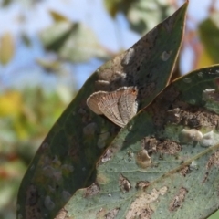 Acrodipsas myrmecophila at suppressed - suppressed