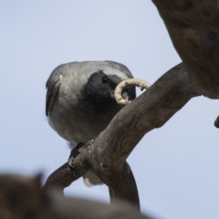 Coracina novaehollandiae (Black-faced Cuckooshrike) at Fyshwick, ACT - 5 Feb 2019 by Alison Milton