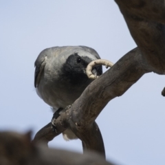 Coracina novaehollandiae (Black-faced Cuckooshrike) at Jerrabomberra Wetlands - 5 Feb 2019 by Alison Milton