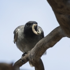 Coracina novaehollandiae at Fyshwick, ACT - 6 Feb 2019