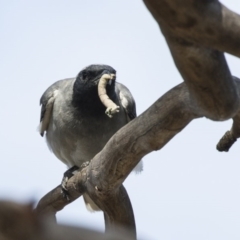 Coracina novaehollandiae at Fyshwick, ACT - 6 Feb 2019