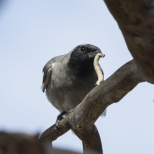 Coracina novaehollandiae at Fyshwick, ACT - 6 Feb 2019