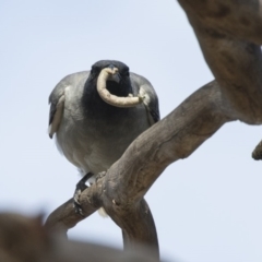 Coracina novaehollandiae at Fyshwick, ACT - 6 Feb 2019