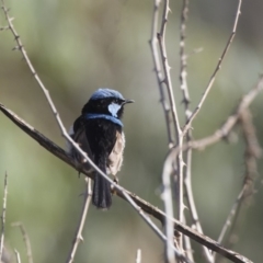 Malurus cyaneus (Superb Fairywren) at Fyshwick, ACT - 6 Feb 2019 by AlisonMilton