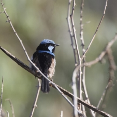 Malurus cyaneus (Superb Fairywren) at Fyshwick, ACT - 5 Feb 2019 by Alison Milton