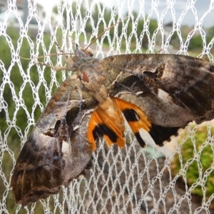 Eudocima fullonia at Kambah, ACT - 7 Feb 2019