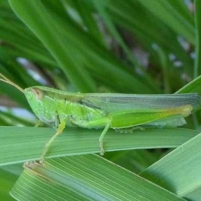 Bermius brachycerus (A grasshopper) at Kambah, ACT - 6 Feb 2019 by HarveyPerkins