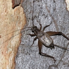 Eurepa marginipennis (Mottled bush cricket) at Majura, ACT - 28 Jan 2019 by jbromilow50