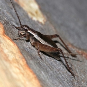 Eurepa marginipennis at Majura, ACT - 28 Jan 2019 09:52 PM