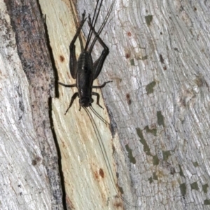 Eurepa marginipennis at Majura, ACT - 2 Feb 2019 08:53 PM