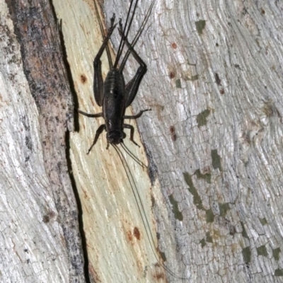 Eurepa marginipennis (Mottled bush cricket) at Mount Ainslie - 2 Feb 2019 by jb2602