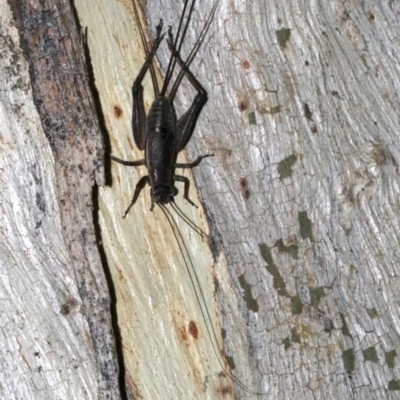 Eurepa marginipennis (Mottled bush cricket) at Majura, ACT - 2 Feb 2019 by jb2602