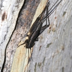 Eurepa marginipennis at Majura, ACT - 2 Feb 2019