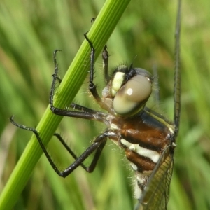 Synthemis eustalacta at Coree, ACT - 2 Feb 2019