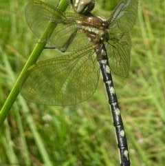 Synthemis eustalacta at Coree, ACT - 2 Feb 2019