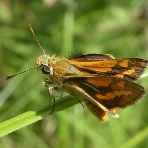 Ocybadistes walkeri at Coree, ACT - 2 Feb 2019