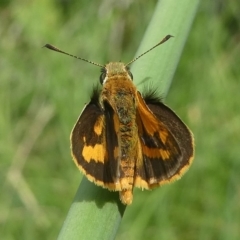 Ocybadistes walkeri at Coree, ACT - 2 Feb 2019