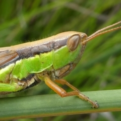 Bermius brachycerus (A grasshopper) at Coree, ACT - 2 Feb 2019 by HarveyPerkins