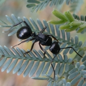 Polyrhachis sp. (genus) at Cotter River, ACT - 2 Feb 2019