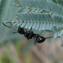 Polyrhachis sp. (genus) at Cotter River, ACT - 2 Feb 2019