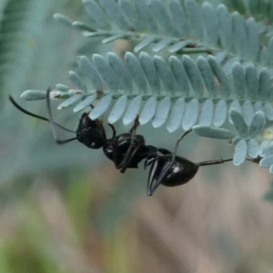Polyrhachis sp. (genus) at Cotter River, ACT - 2 Feb 2019