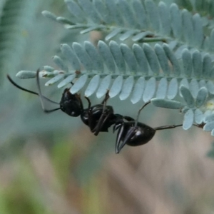 Polyrhachis sp. (genus) at Cotter River, ACT - 2 Feb 2019 04:50 PM