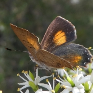 Paralucia aurifera at Cotter River, ACT - 2 Feb 2019