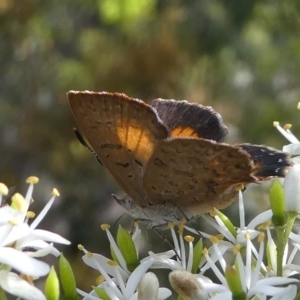 Paralucia aurifera at Cotter River, ACT - 2 Feb 2019