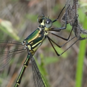 Synlestes weyersii at Cotter River, ACT - 2 Feb 2019