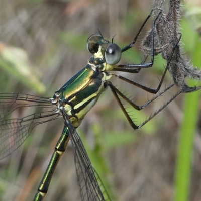 Synlestes weyersii (Bronze Needle) at Lower Cotter Catchment - 2 Feb 2019 by HarveyPerkins