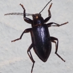 Metistete pimeloides (Comb-clawed beetle) at Ainslie, ACT - 16 Jan 2019 by jb2602