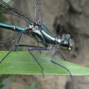 Austroargiolestes icteromelas at Cotter River, ACT - 2 Feb 2019 06:33 PM