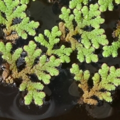 Azolla filiculoides (Water Fern) at Kambah, ACT - 2 Feb 2019 by HarveyPerkins