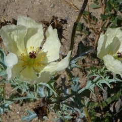 Argemone ochroleuca subsp. ochroleuca (Mexican Poppy, Prickly Poppy) at Tuggeranong DC, ACT - 3 Feb 2019 by HarveyPerkins