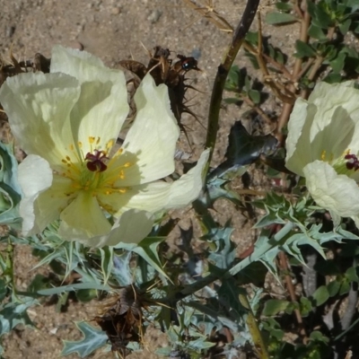 Argemone ochroleuca subsp. ochroleuca (Mexican Poppy, Prickly Poppy) at Gigerline Nature Reserve - 3 Feb 2019 by HarveyPerkins