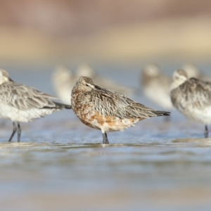 Limosa lapponica at Merimbula, NSW - 2 Feb 2019