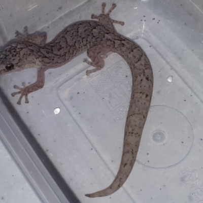 Christinus marmoratus (Southern Marbled Gecko) at Watson, ACT - 7 Feb 2019 by Torad